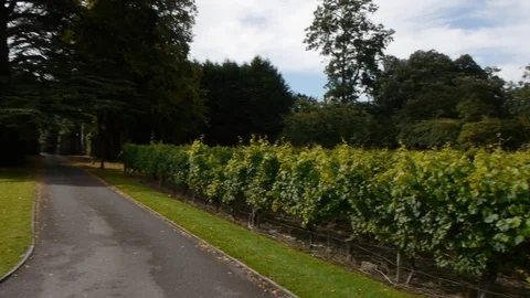 ENGLAND - CIRCA 2011: Pan across english vineyard wines vines Stock Footage 99638150