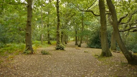ENGLAND  CIRCA 2011: Point of view walking through forest. Stock Footage 99630333