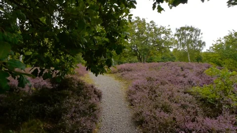 ENGLAND  CIRCA 2011: Point of view walking through forest flora. Stock Footage 99630480