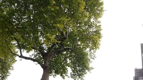ENGLAND  CIRCA 2011: Tild down to soldier on guard at Windsor Castle. Video stock 99615476