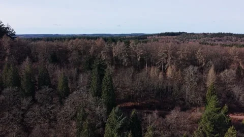 England forest in spring on a sunny day Stock Footage 328989952