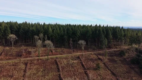 England forest in spring on a sunny day Stock Footage 328990924
