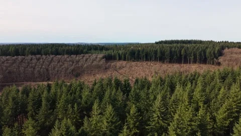 England forest in spring on a sunny day Stock Footage 328991587