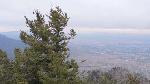 Englemann Spruce Pine Tree Blowing in the Wind on Sandia Peak over Albuquerqu Stock Footage 111585969