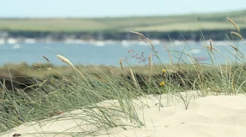 English beach with dune grass Stock Footage 51680972