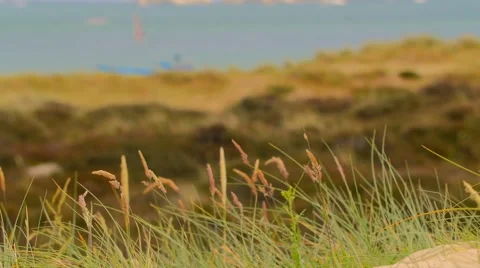 English beach with dune grass Stock Footage 51680988