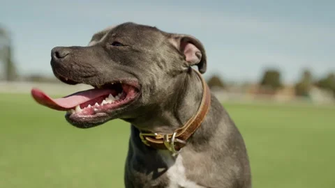 English Blue Staffordshire Bull Terrier, Juno at the Park in the Morning. Stock Footage