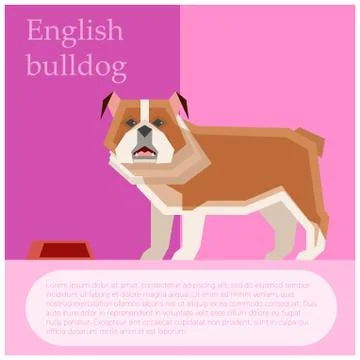 English buldog postcard Stock Illustration