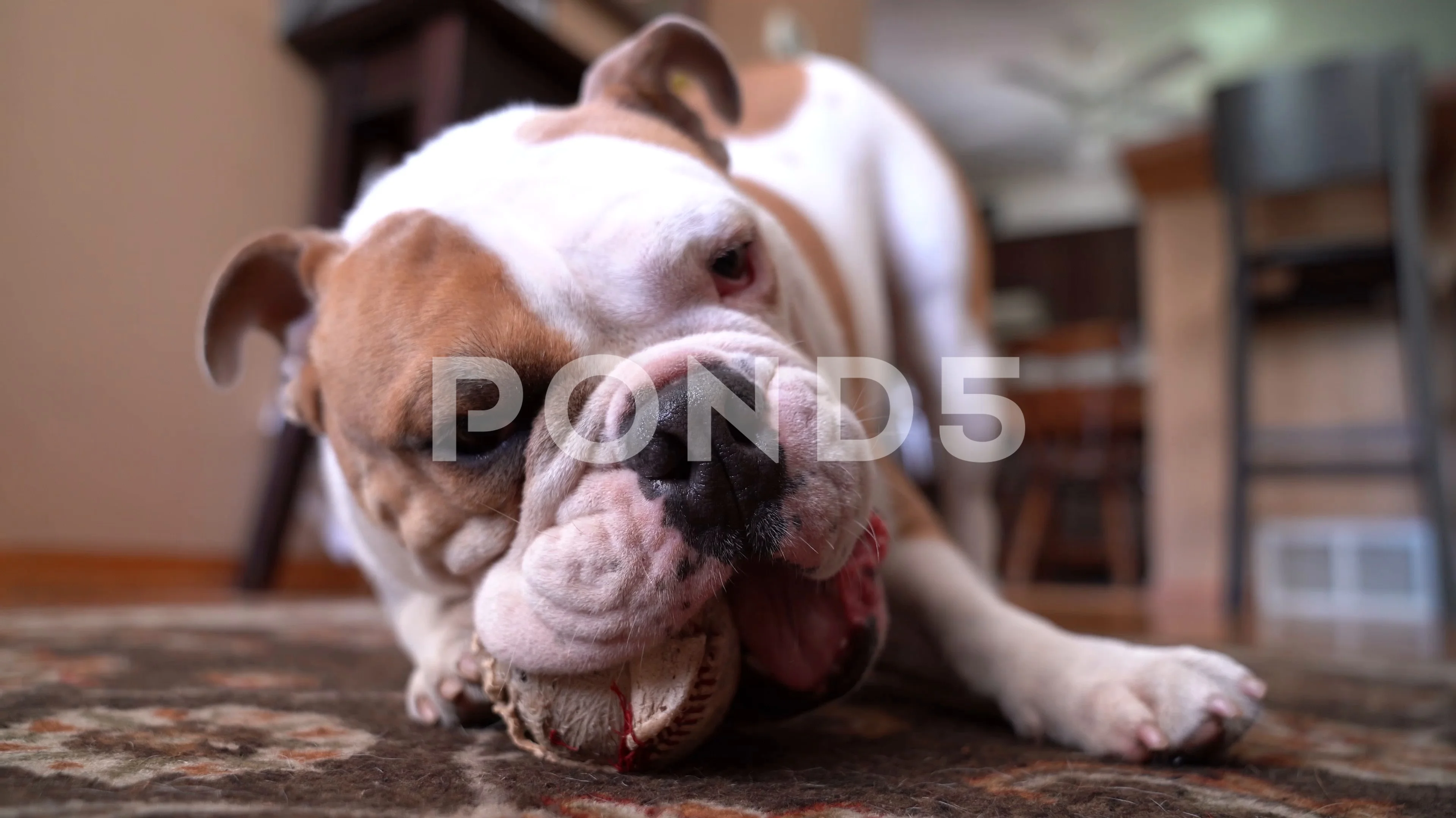 are bulldogs known for chewing