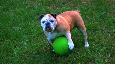 English Bulldog Видео 31552653