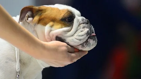 English bulldog with handler Stock Footage 82741802