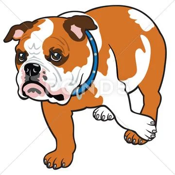 English bulldog Stock Illustration