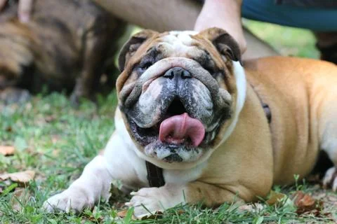 English Bulldog Stock Photos