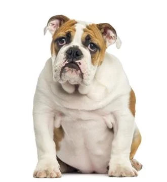 English Bulldog puppy sitting, looking desperate, 4 months old, isolated on whit Stock Photos