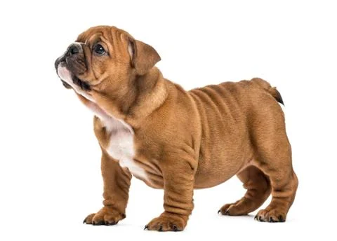 English bulldog puppy standing, isolated on white Stock Photos