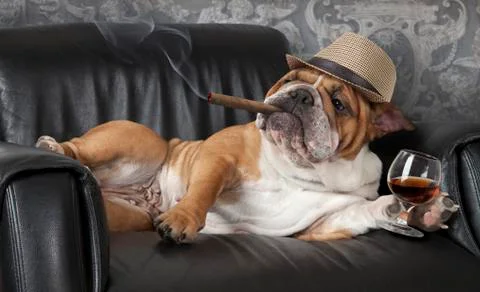 English Bulldog resting in a black leather chair with a cigar and glass of cogna Stock Photos
