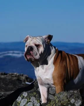 The english bulldog which contemplates the mountain Stock Photos
