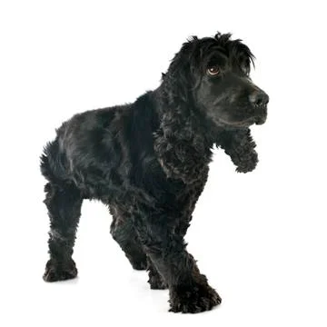 English cocker Stock Photos