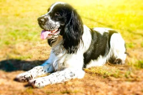 English cocker spaniel 2 Stock Photos