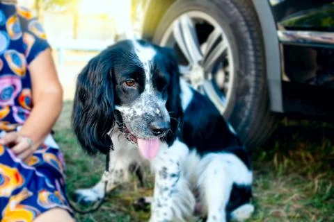 English cocker spaniel 5 Stock Photos