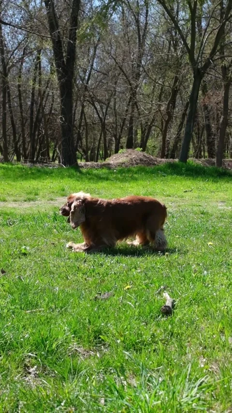English cocker spaniel chewing on a stick or playing with it in the park. Stock Footage 271651803