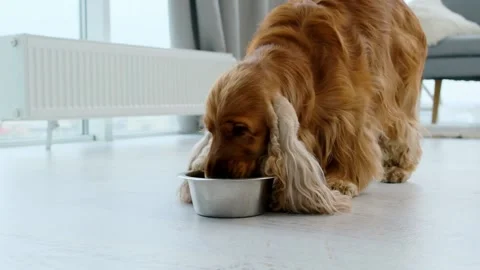 English cocker spaniel dog drinking water Stock Footage 157315643