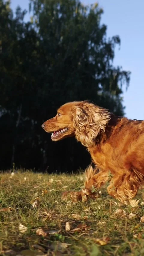 English cocker spaniel dog with a leash running on green grass in a park Stock-Footage 340942108