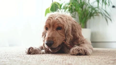 English cocker spaniel dog lying on carpet and eating snack Stock Footage 246224502