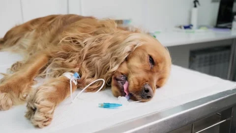 English cocker spaniel dog under anesthesia lying on a stainless steel table in Stock-Footage 337770972