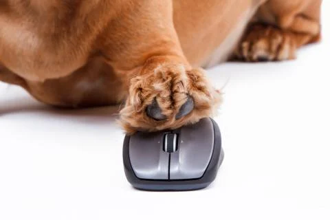 English cocker spaniel dog using computer mouse Stock Photos