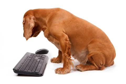 English cocker spaniel dog using mouse and keyboard Stock Photos