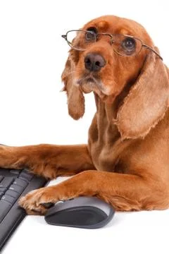 English cocker spaniel dog using mouse and keyboard Stock Photos