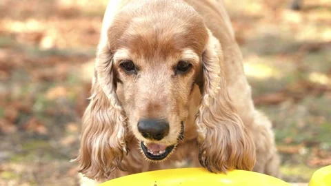 An English cocker spaniel eats food from a bowl. A hungry dog eats tasty food Stock Footage 290521162