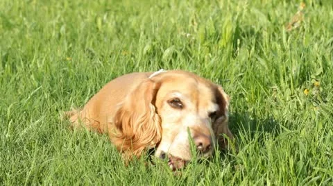 English Cocker  Spaniel Stock Footage 22142355