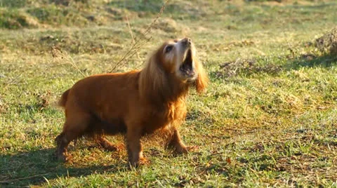 English cocker spaniel Video stock 22752575