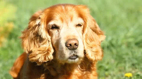 English Cocker Spaniel Stock Footage 23093611