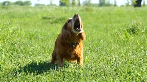 English cocker spaniel Vidéo 23183053