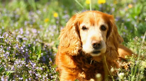 English Cocker Spaniel Stock-Footage 23319432
