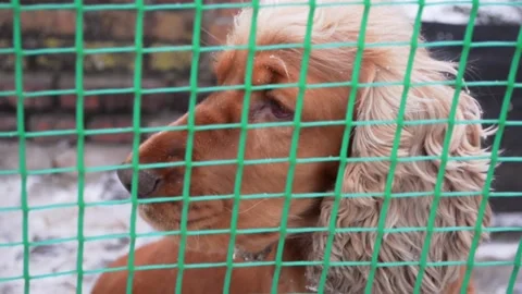 English cocker spaniel Stock-Footage 143637514