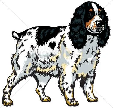 English cocker spaniel Stock Illustration