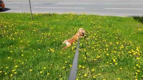 The English Cocker Spaniel lies on the grass. Stock Footage 166605749