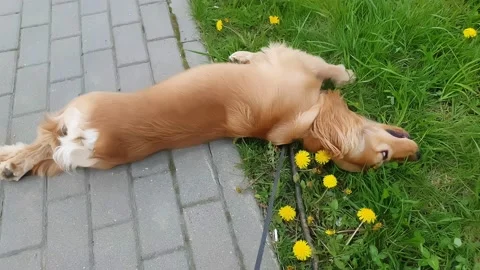 An English Cocker Spaniel lies on the grass for a walk. Stock Footage 166739786