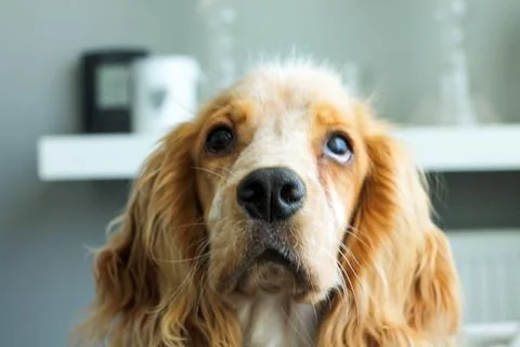 English Cocker Spaniel Looking Up in Close-Up With Wispy White Hair on Top Fotos de archivo