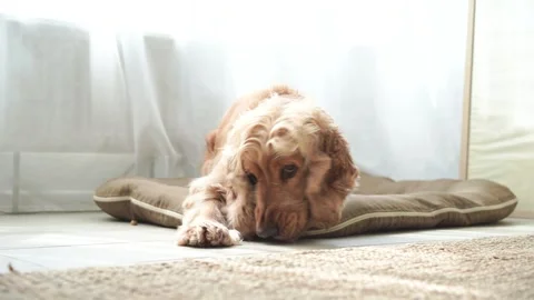 English cocker spaniel lying on his dog bed at home and eating snack Stock Footage 246224433