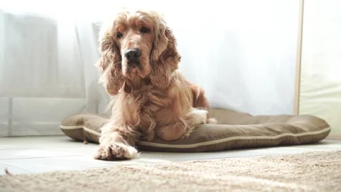 English cocker spaniel lying on his dog bed at home Stock Footage 246225268