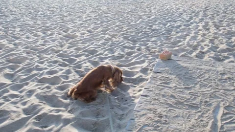 Beach Peeing Stock Video Footage Royalty Free Beach Peeing Videos Pond5