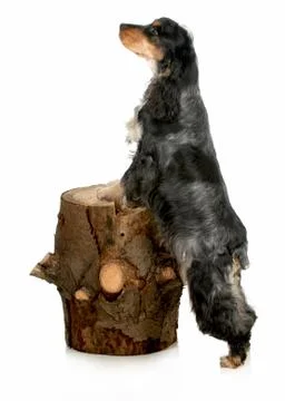 English cocker spaniel Stock Photos