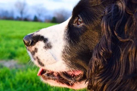 English Cocker Spaniel Stock Photos