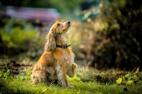 English Cocker Spaniel 스톡 사진