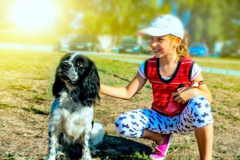 English cocker spaniel Stock Photos